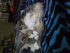 Calypso