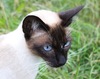 Freyja (Freyja )
